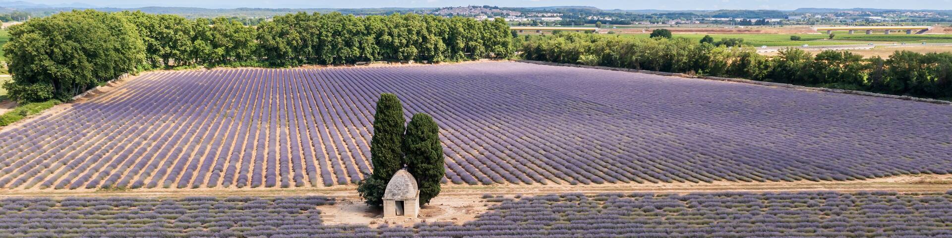 Lavender field in summer, near Aimargues, Occitanie, France