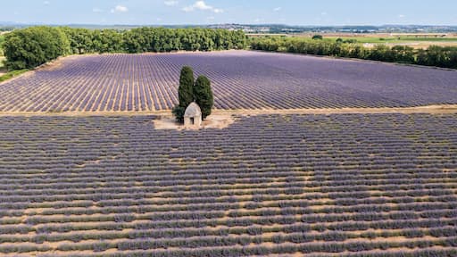 Lavender field in summer, near Aimargues, Occitanie, France