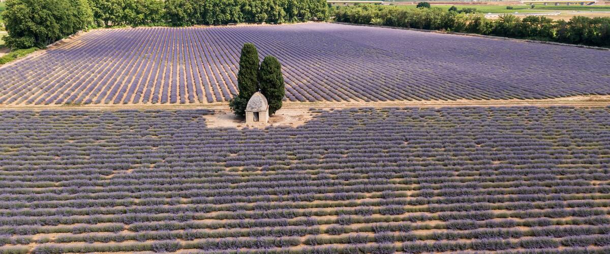 A lavender field with rows of lavender plants and a small building in the center.