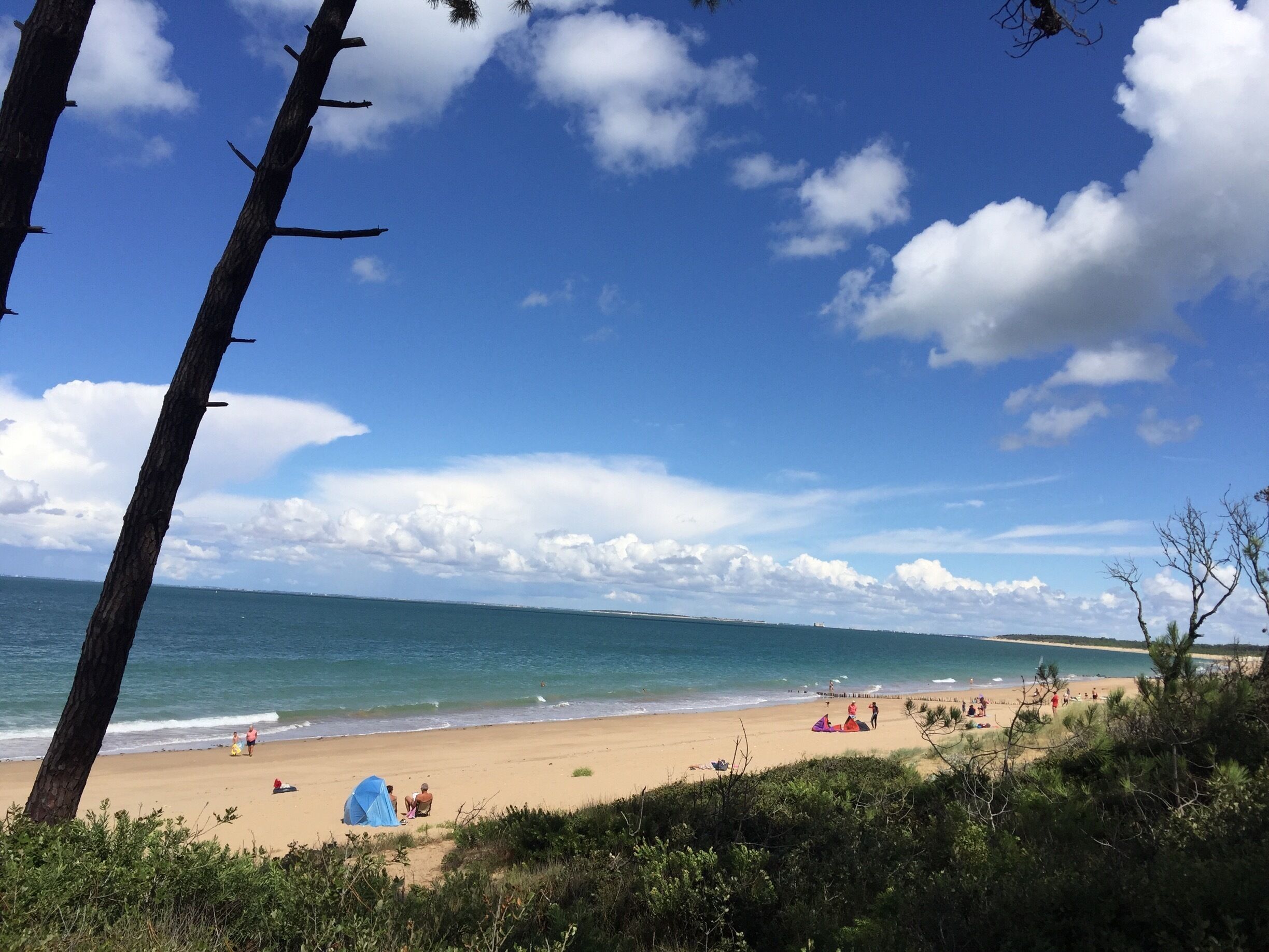 La magnifique pinède des vieux
