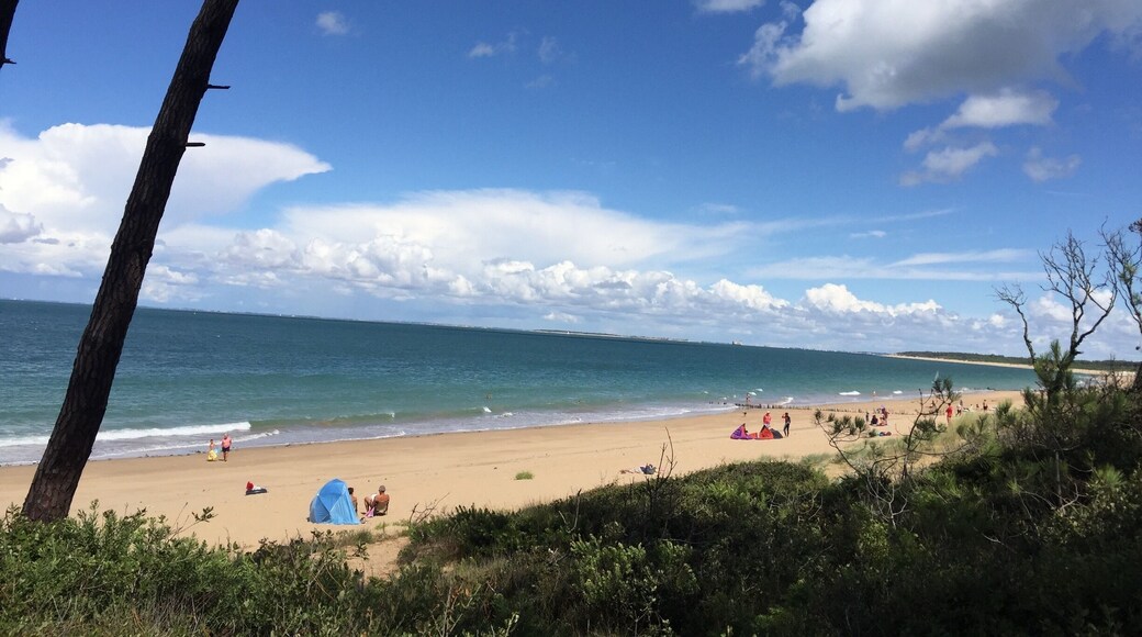 La magnifique pinède des vieux