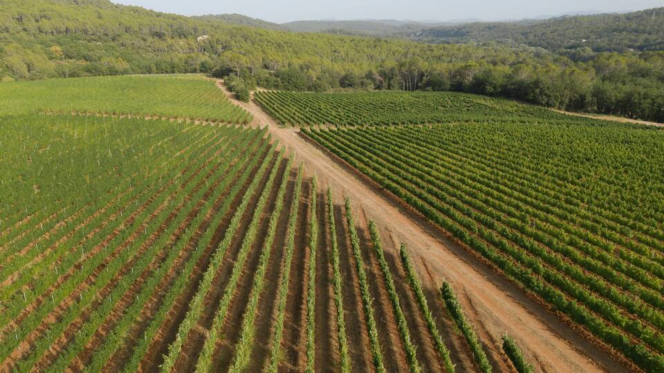 Aerial view of vineyard in countryside near Lorgues township, France.