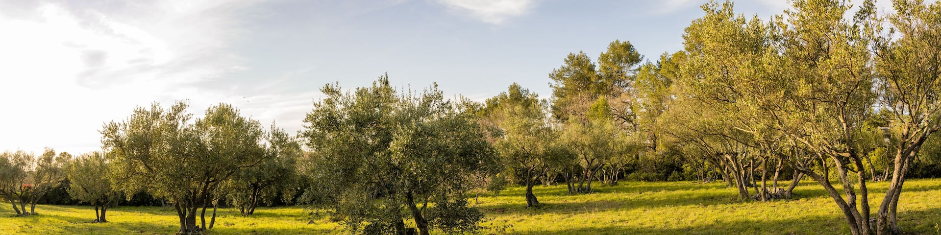 Lever de soleil sur une oliveraie, Lorgues, Var, Provence-Alpes-Côte d’Azur, France