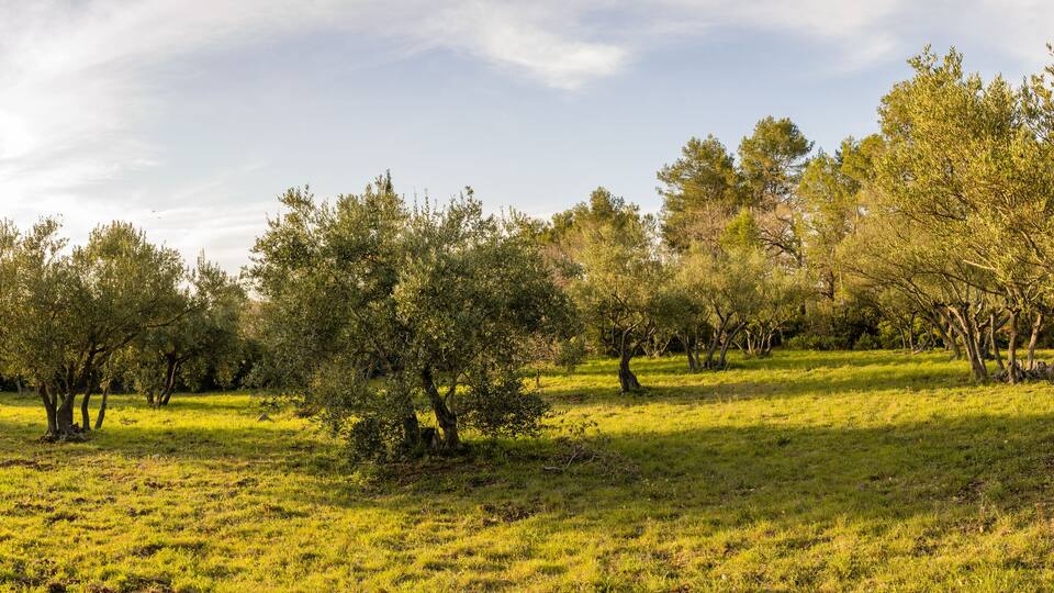 Lever de soleil sur une oliveraie, Lorgues, Var, Provence-Alpes-Côte d’Azur, France