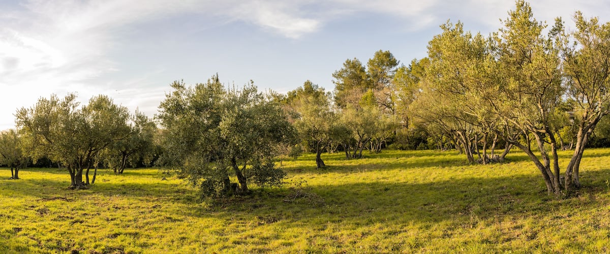 A grassy field with scattered trees and a partly cloudy sky.