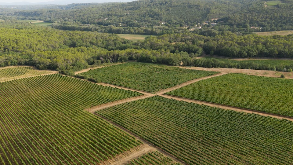 Aerial view of vineyard in countryside near Lorgues township, France.