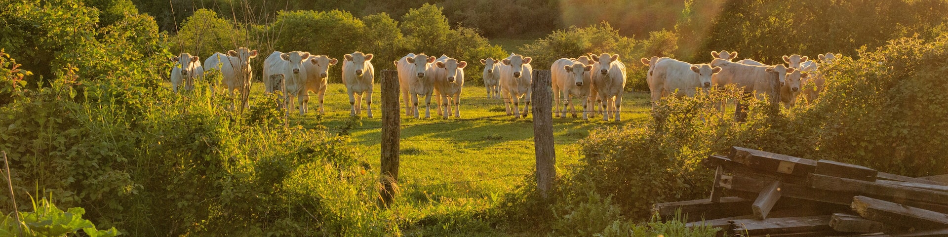 Charolais cattle in a row