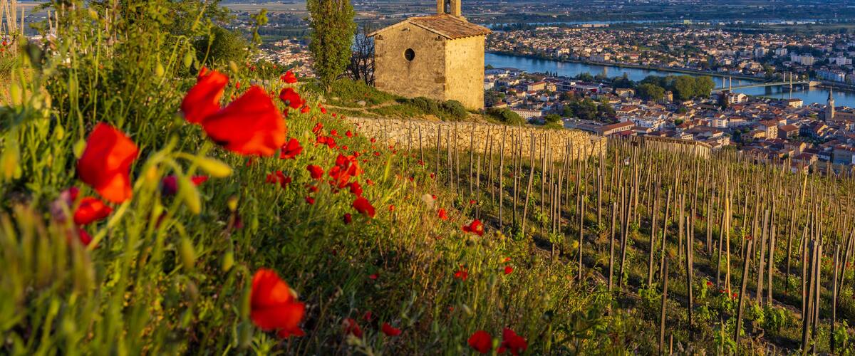 A small church with a bell tower, surrounded by red poppies and a river in the background.
