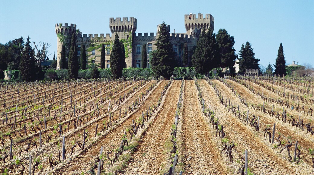Vineyard in Chateau des Fines Roches, France