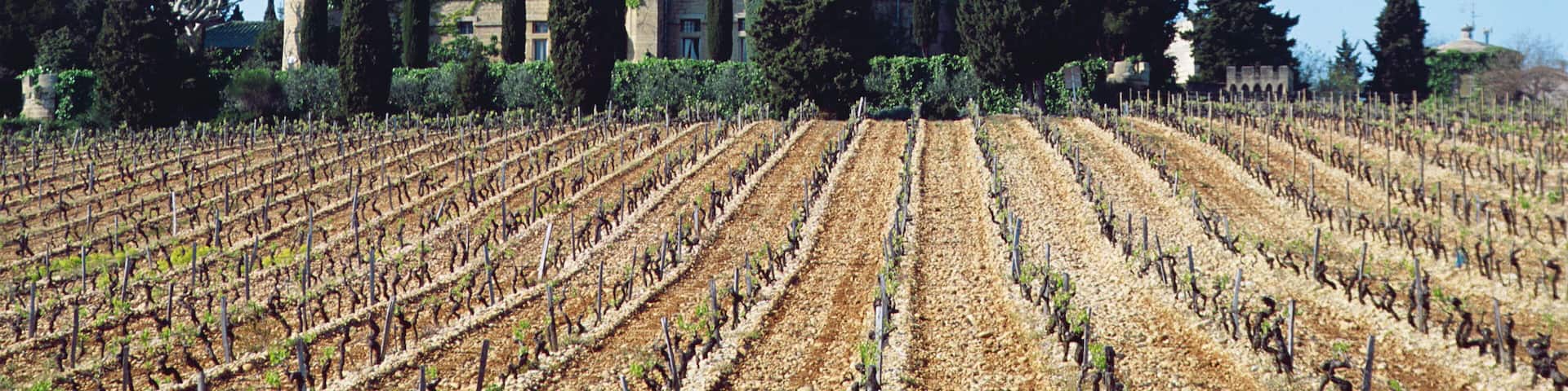 Vineyard in Chateau des Fines Roches, France