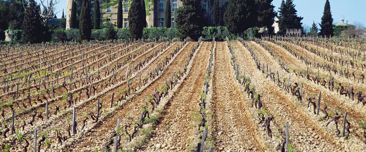 A vineyard in front of a castle with towers.