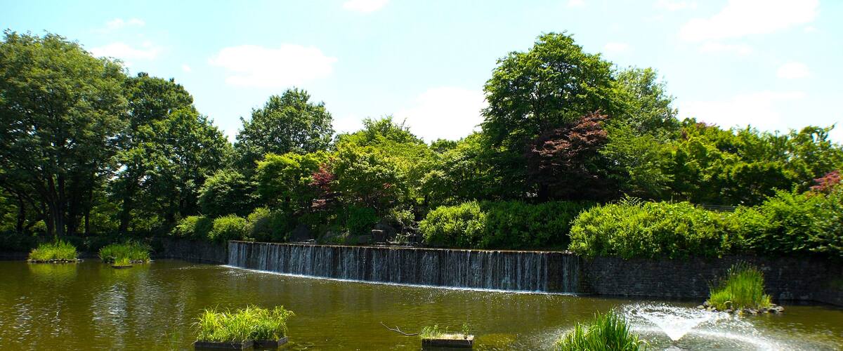 A calm pond with a small waterfall, surrounded by lush greenery and trees.
