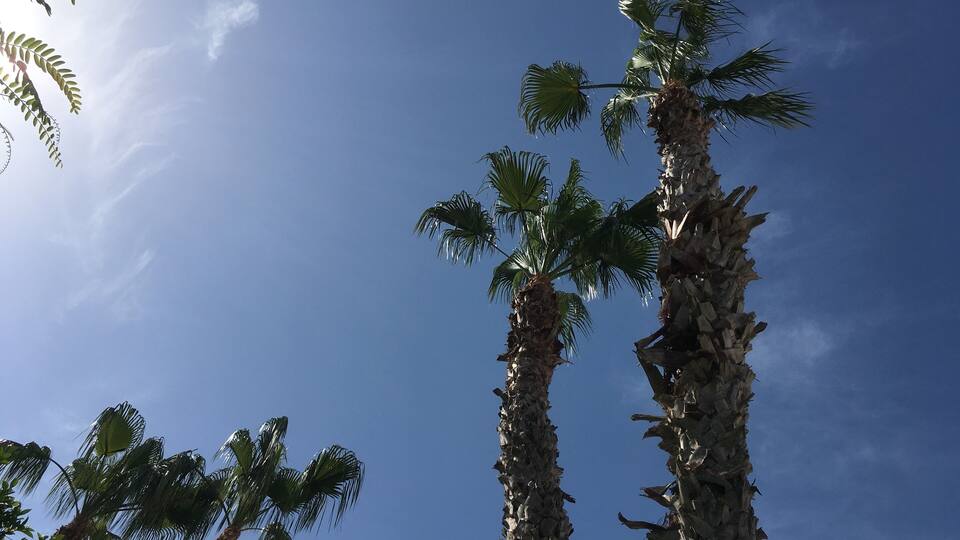 Tall palm trees against a clear blue sky.