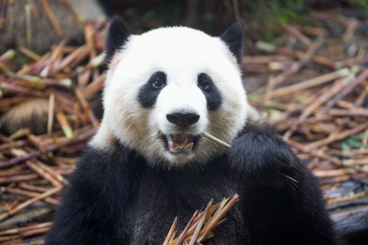 Uma panda segurando bambu.