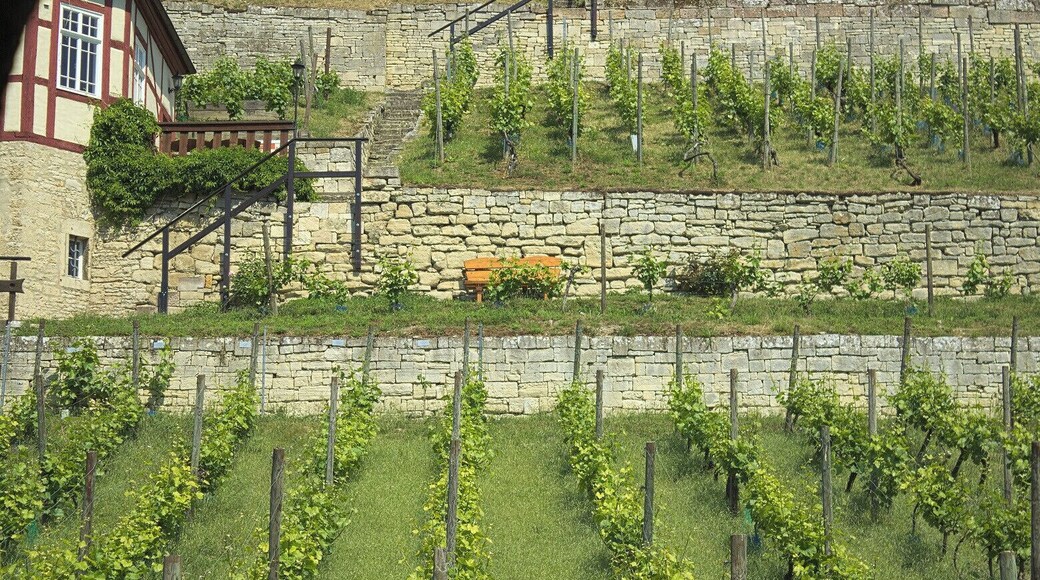 Ein Besuch des Herzoglichen Weinberges in Freyburg - Weinverkostung inklusive.
A guided walk through the Herzoglicher Weinberg - a vineyard in Freyburg. Of course you can taste the local wine.