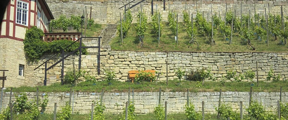 Ein Besuch des Herzoglichen Weinberges in Freyburg - Weinverkostung inklusive.
A guided walk through the Herzoglicher Weinberg - a vineyard in Freyburg. Of course you can taste the local wine.