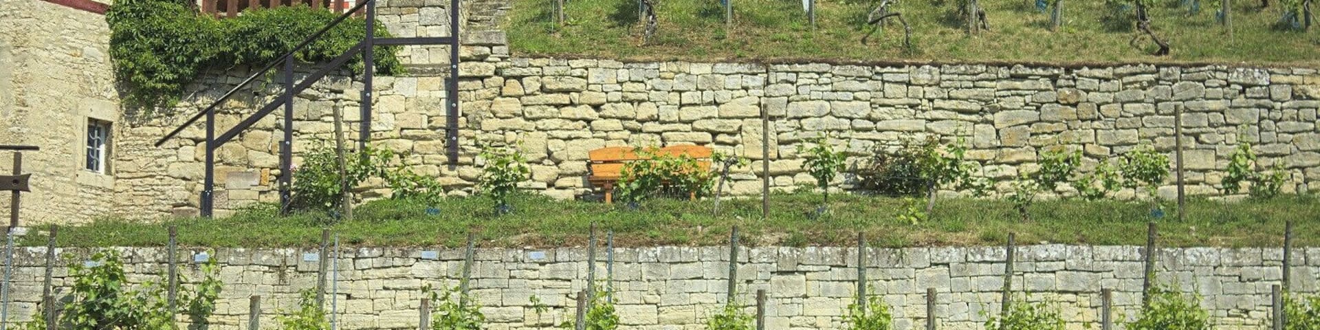 Ein Besuch des Herzoglichen Weinberges in Freyburg - Weinverkostung inklusive.
A guided walk through the Herzoglicher Weinberg - a vineyard in Freyburg. Of course you can taste the local wine.