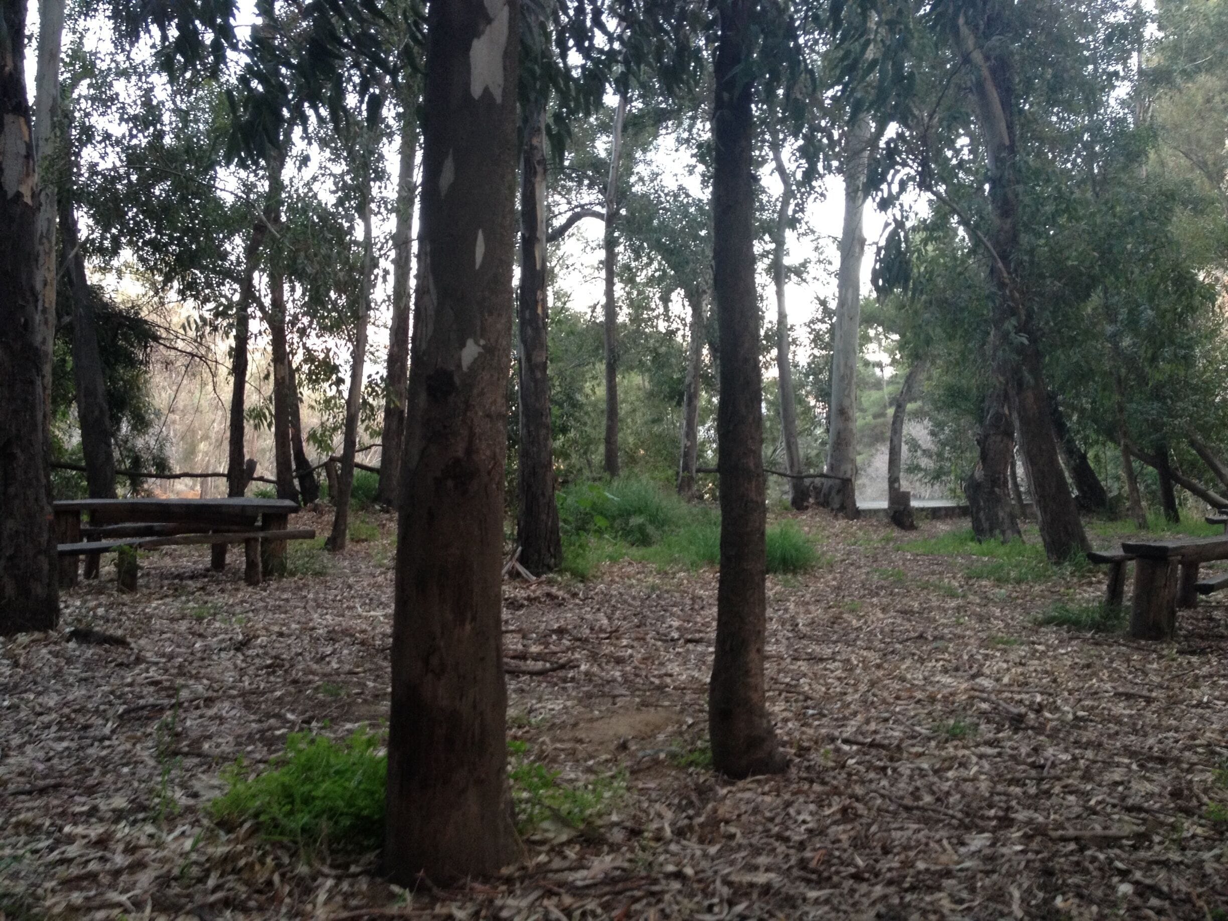 Un bosque con árboles altos y un sendero de tierra. Hay mesas de picnic a lo largo del sendero.