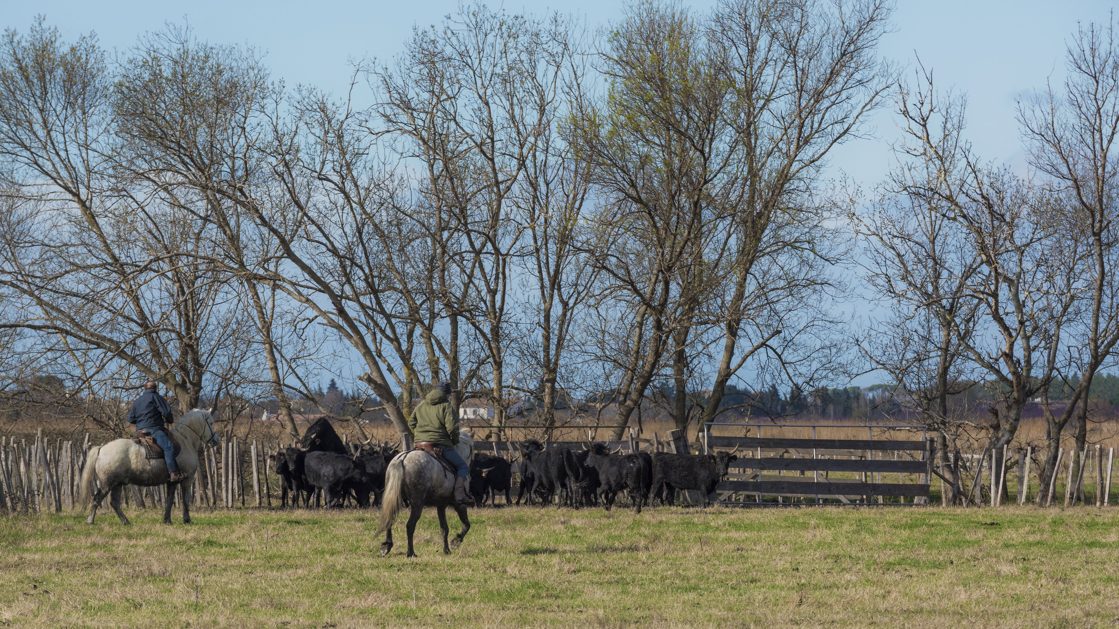 Gardian and Camargue cattles in the commune of Saint-Gilles, Gard, France