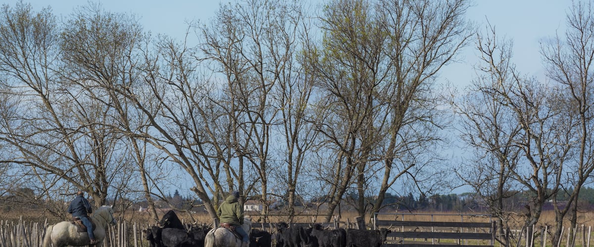 Gardian and Camargue cattles in the commune of Saint-Gilles, Gard, France