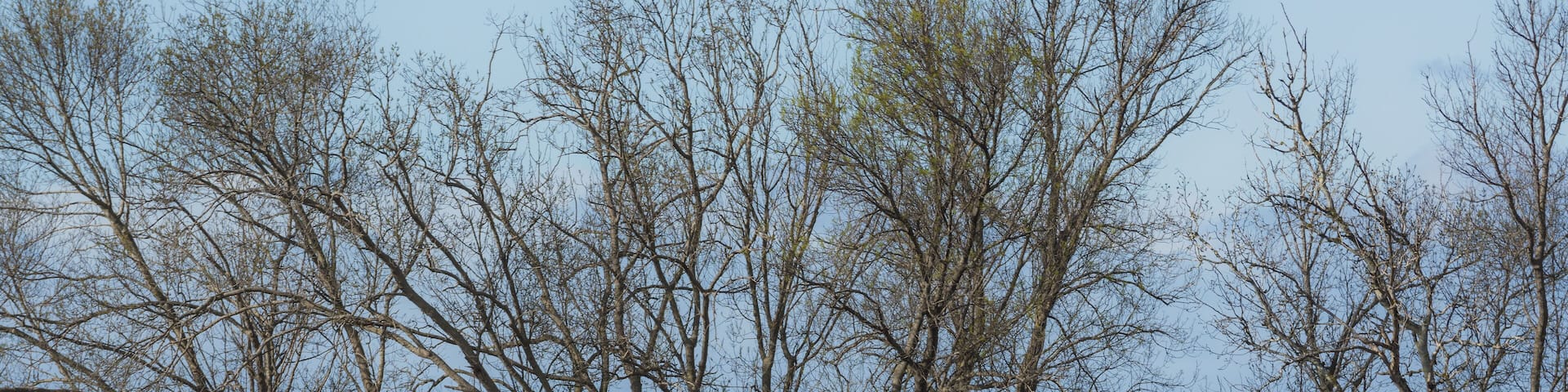 Gardian and Camargue cattles in the commune of Saint-Gilles, Gard, France
