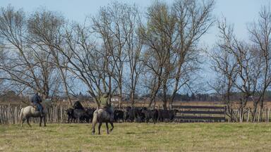 A rural landscape with a herd of cattle and horses near a wooden fence, surrounded by leafless trees.