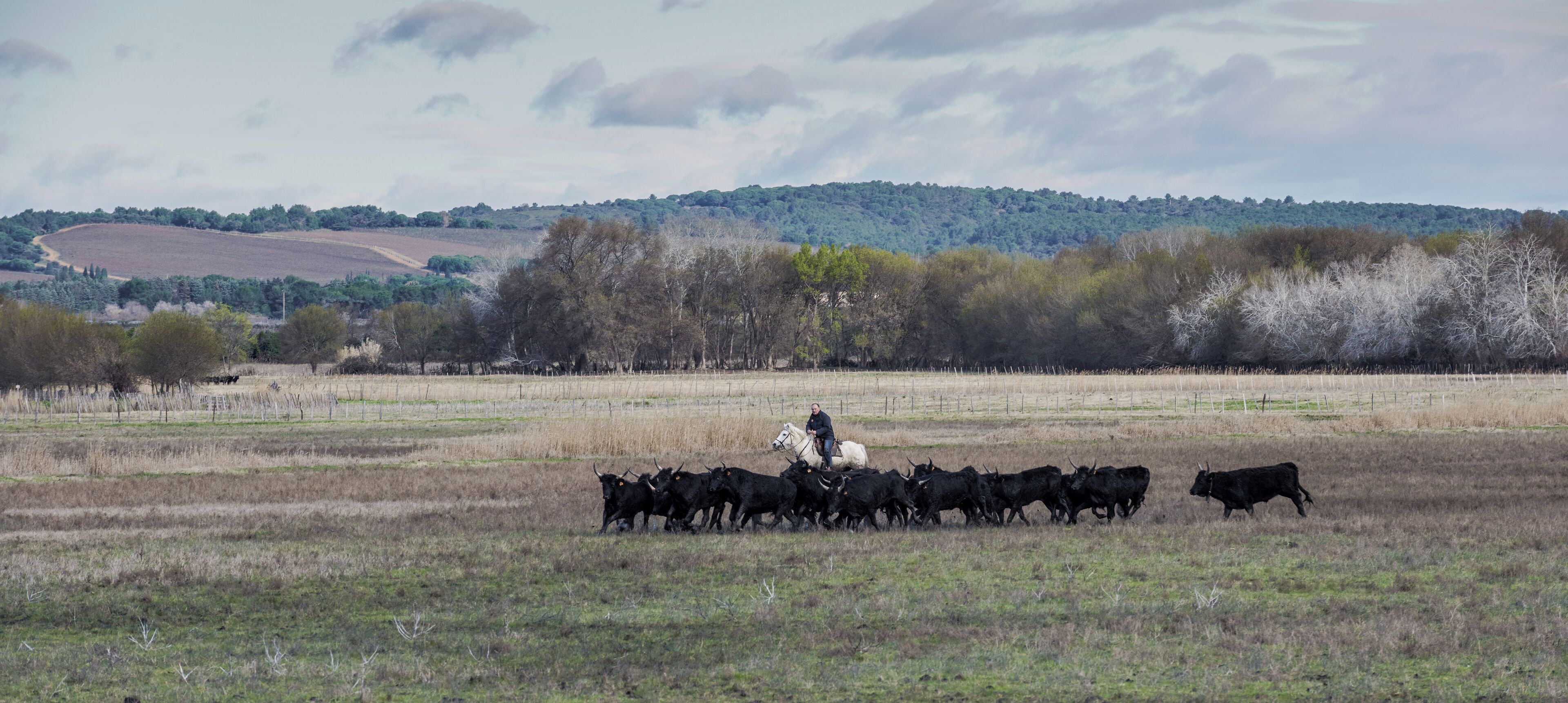 Gardian and Camargue cattles in the commune of Saint-Gilles, Gard, France