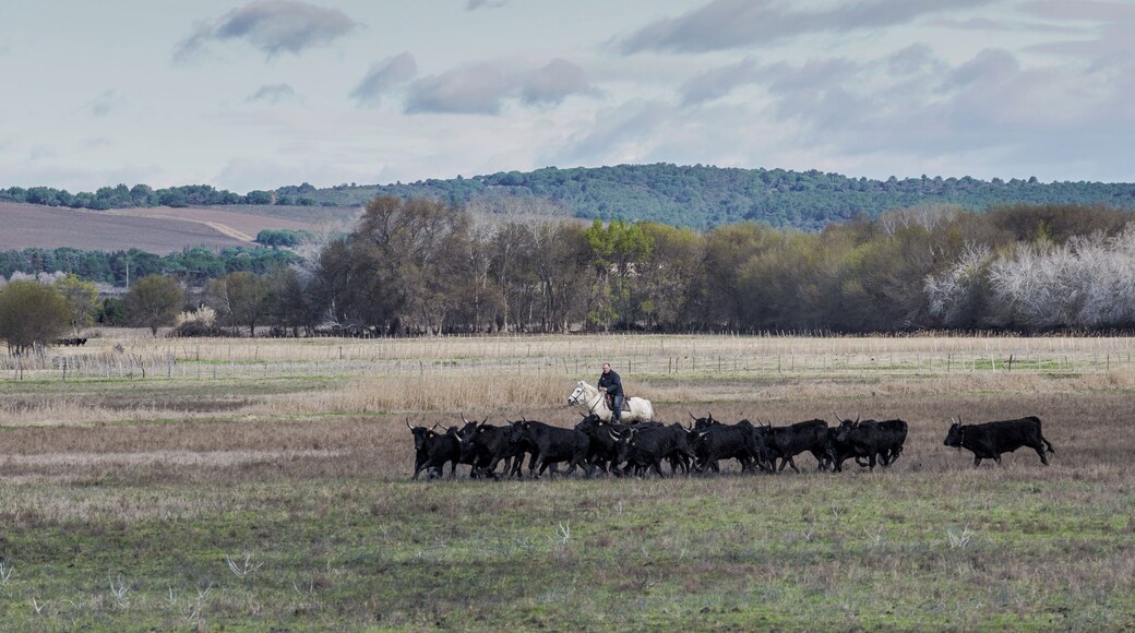 Gardian and Camargue cattles in the commune of Saint-Gilles, Gard, France