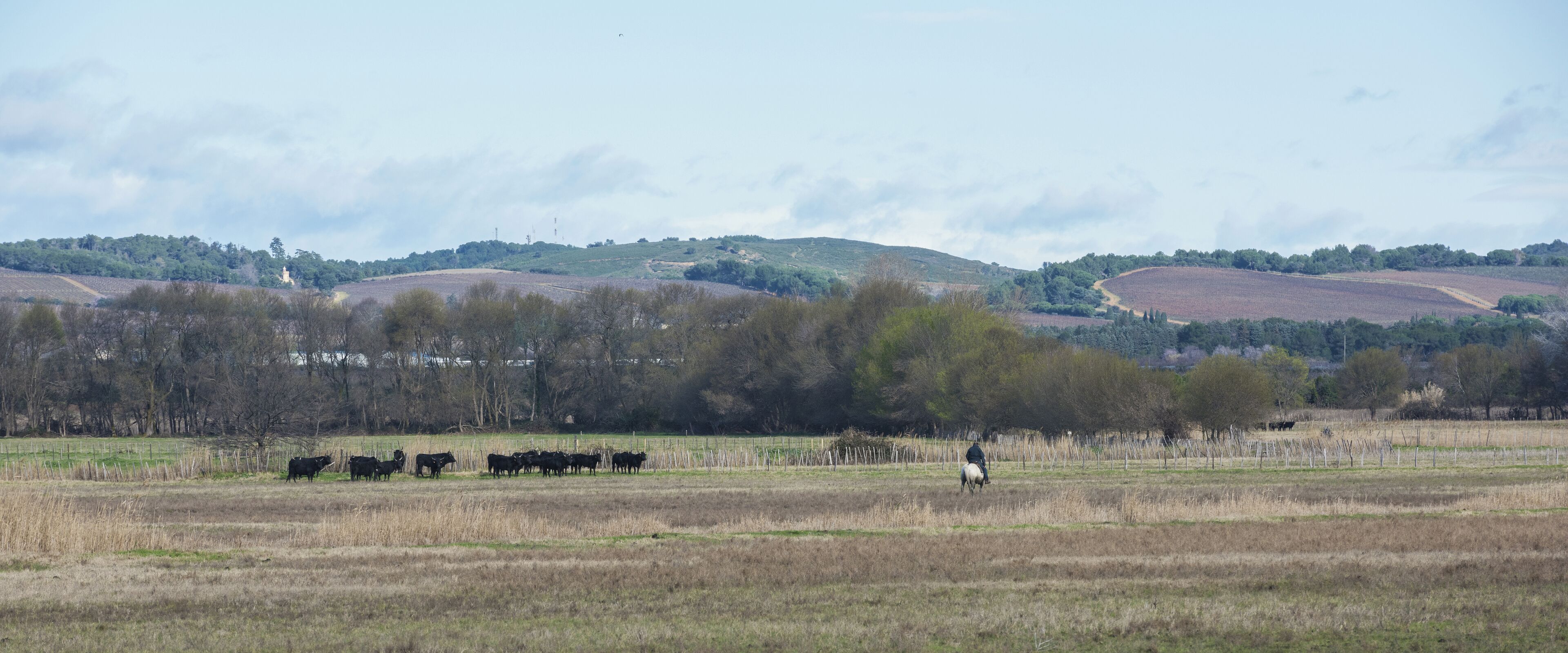 Gardian and Camargue cattles (distant view) in the commune of Saint-Gilles, Gard, France