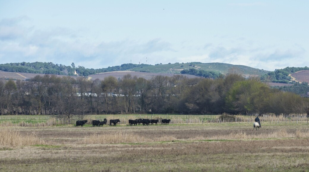Gardian and Camargue cattles (distant view) in the commune of Saint-Gilles, Gard, France
