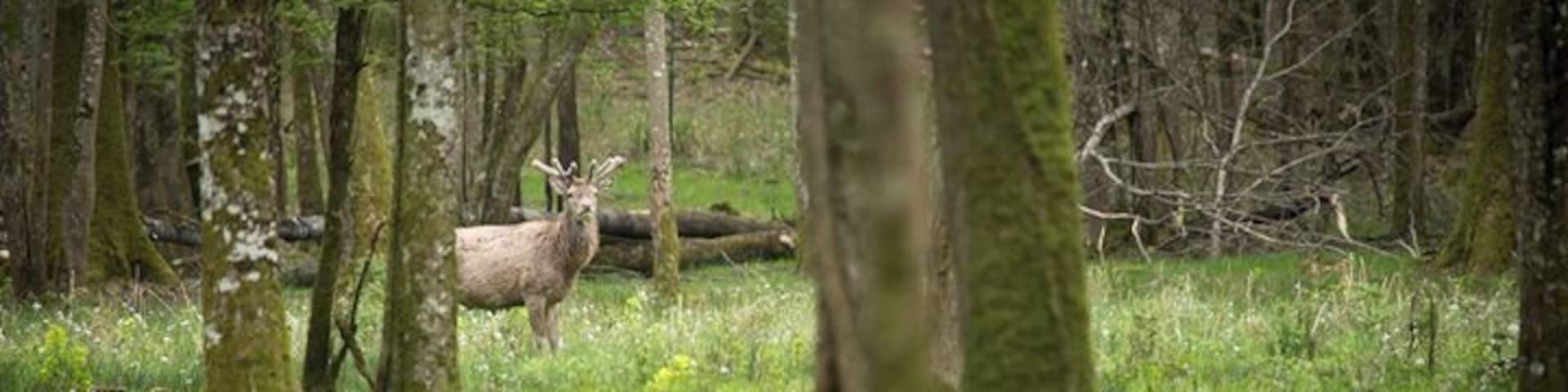 Je me lance dans un exercice photo, me mettant au défi de prendre ou publier une photo par jour. Je commence donc par un cliché récent, pris dans la forêt d'Orient, en Champagne-Ardennes (où devrais-je dire la région "Grand Est"). Alors que j'attendais depuis quelques minutes déjà que ce petit jeune se décide à lever la tête, un avion de chasse de l'armée de l'air, passant au dessus de nos têtes dans un vacarme assourdissant m'a permis de prendre cette photo. Comme quoi, vive l'état d'urgence...
--
As my interest for photography is increasing rapidly, I have decided to set myself a challenge, taking or posting one picture a day. Let's then start with this recent shot, taken in a forest located in the north-east of France, of this young deer who finally raised its head from the grass when a fighter jet flew over our heads.
#1pictureAday
