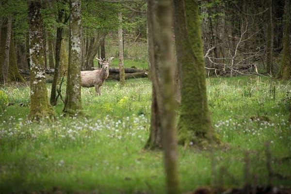Ein Reh in einem Wald mit hoch aufragenden Bäumen und einer grasbewachsenen Fläche.