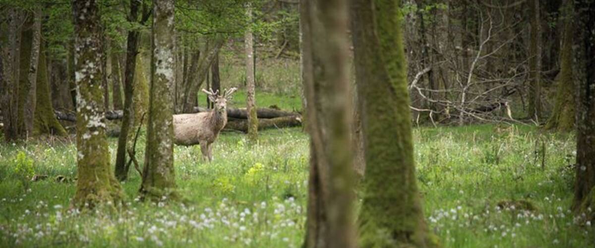 A deer in a forest with tall trees and a grassy ground.