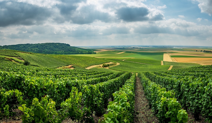 Beautifull view over the vineyards in France Europe, Champagne