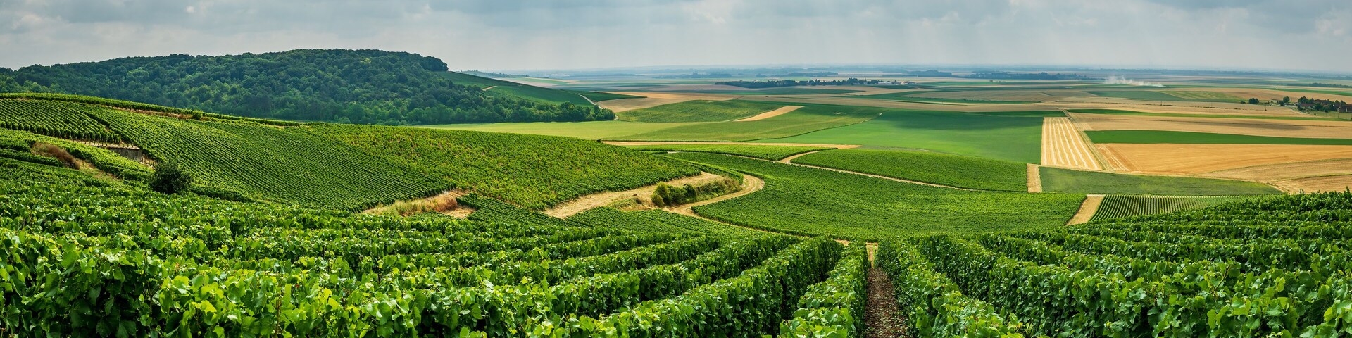Beautifull view over the vineyards in France Europe, Champagne