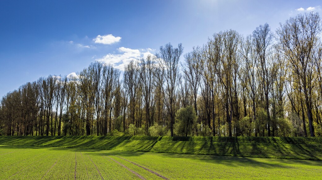 Das Bild wurde bei Elisabethenwörth aufgenommen