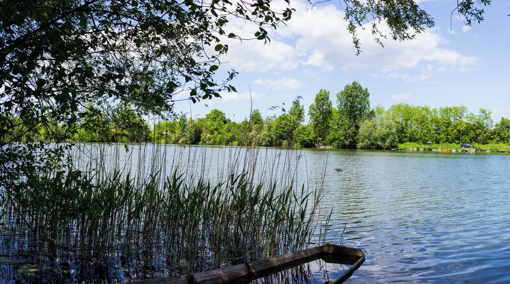 Das Bild wurde am Altrhein bei Russheim aufgenommen in der Nähe vom Baggersee Brecht