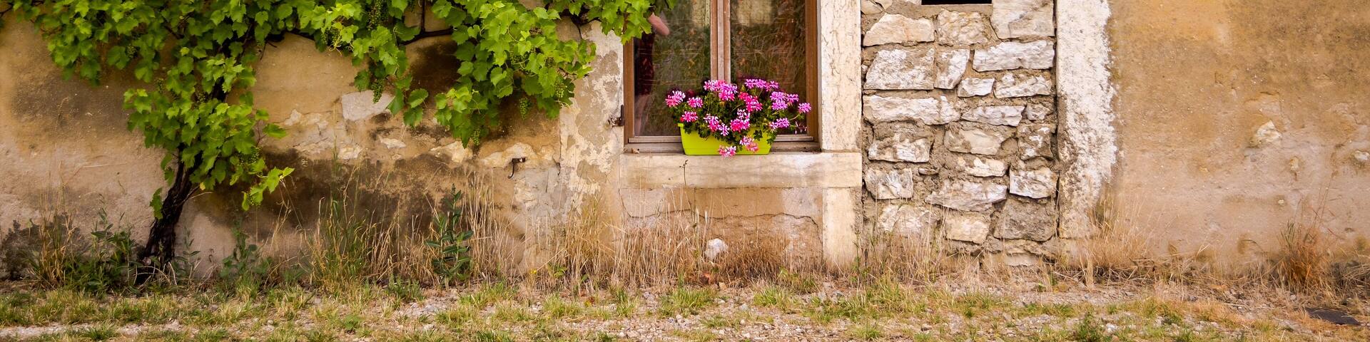 bricked door grown with wild grape plant