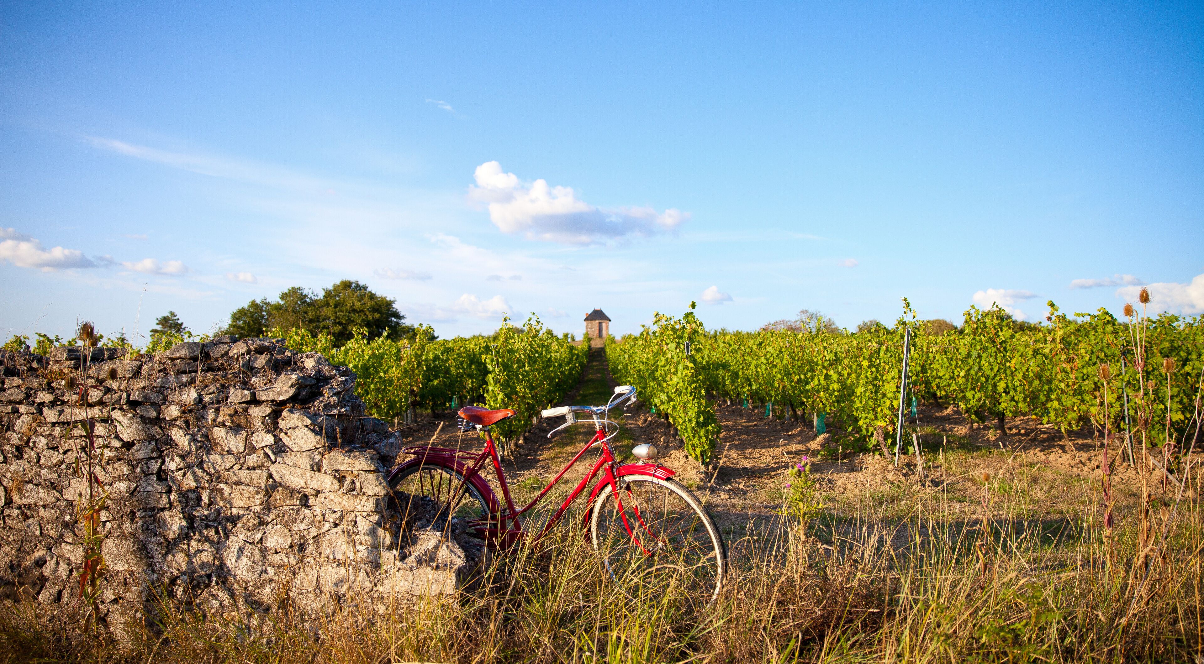A vineyard with rows of grapevines, a stone wall, and a red bicycle leaning against it.