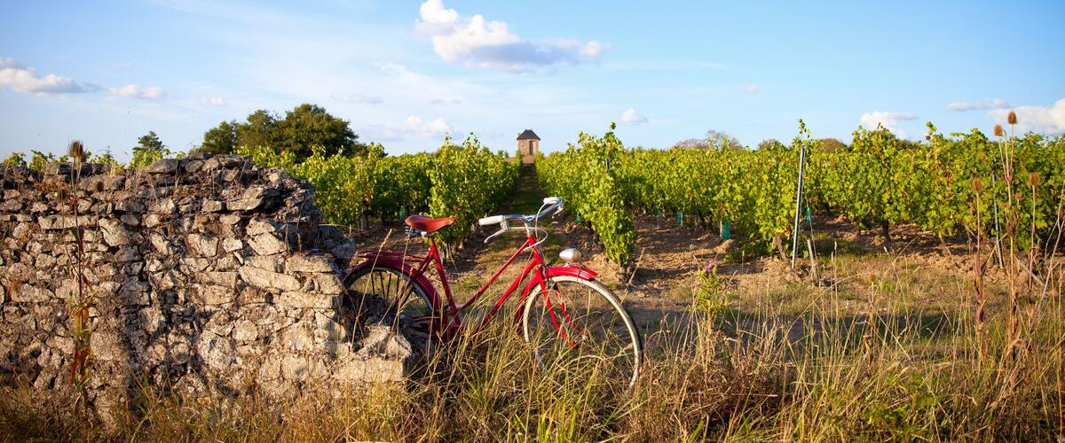 A vineyard with rows of grapevines, a stone wall, and a red bicycle leaning against it.