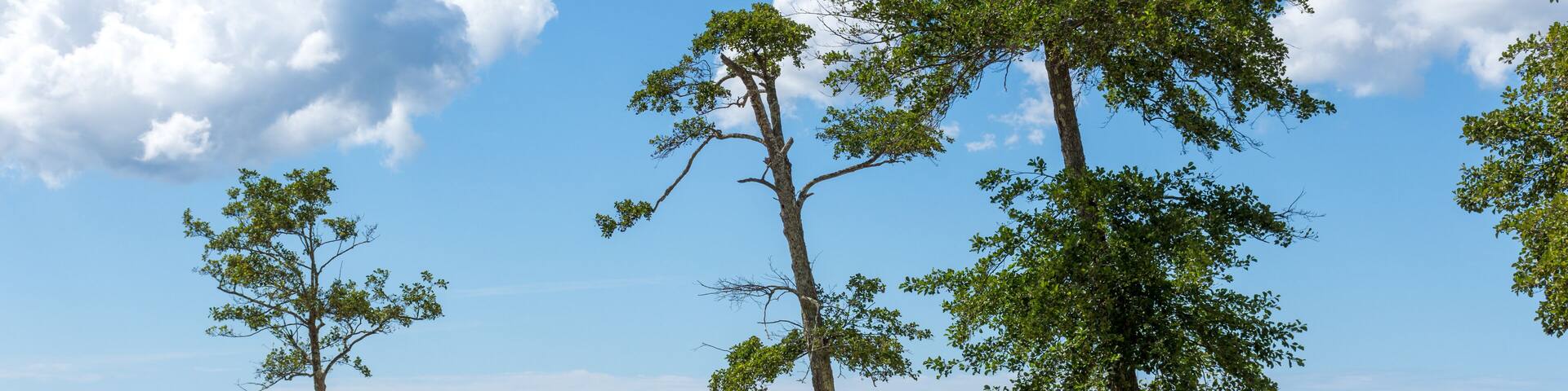 PARENTIS-EN-BORN (Landes, France), sur le lac de Biscarrosse