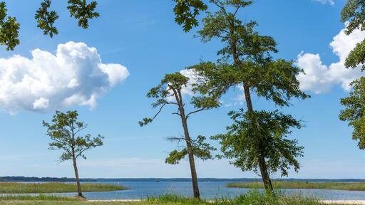 PARENTIS-EN-BORN (Landes, France), sur le lac de Biscarrosse