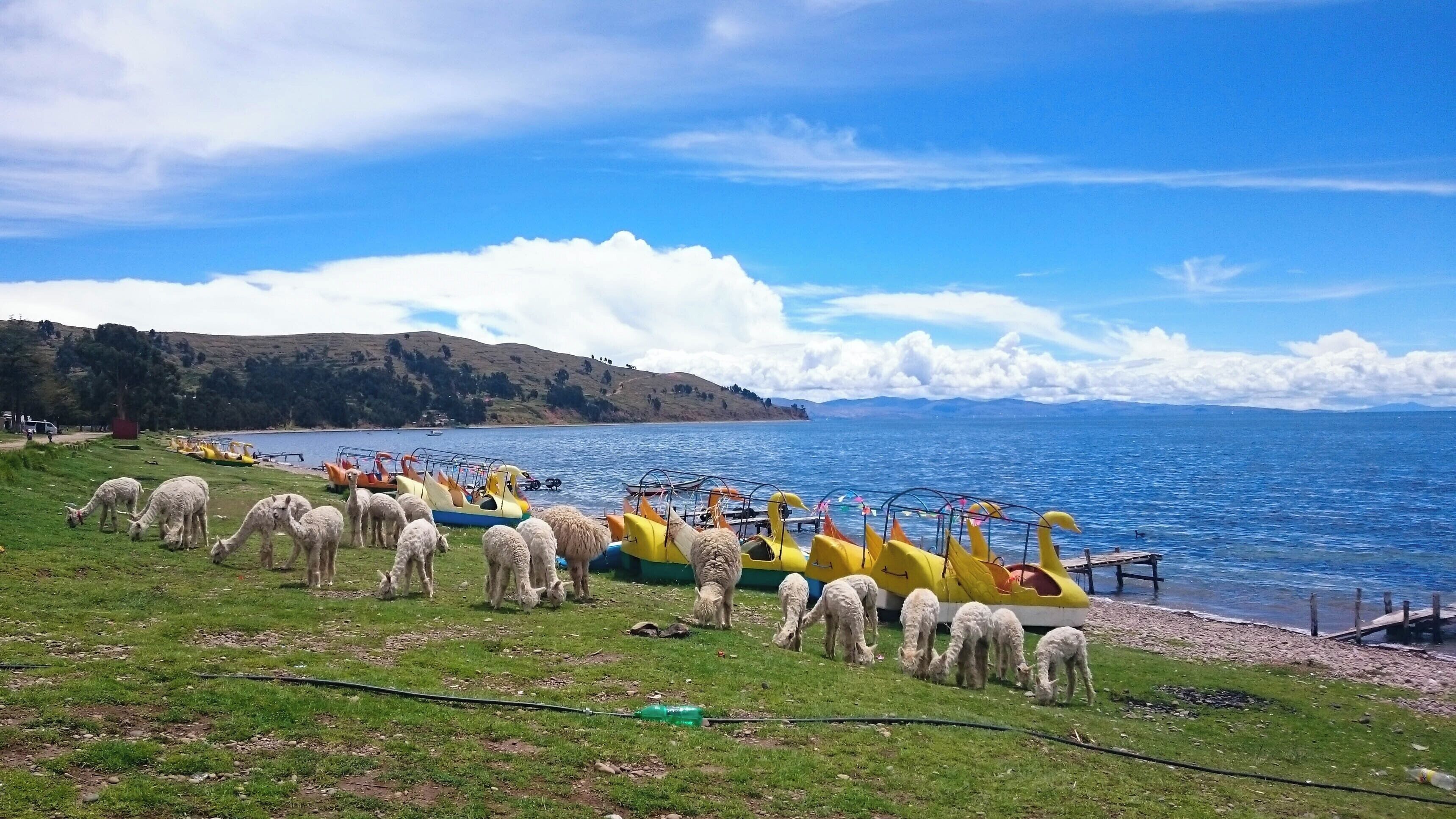 Alpacas along Copacabana beach, Bolivia

#lifeatexpedia #beaches