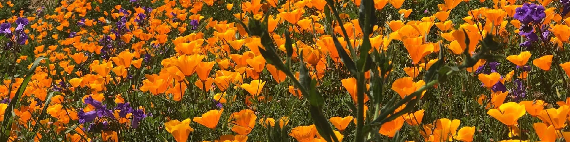 Beautiful California puppies blooming in the Chino Hills State Park
