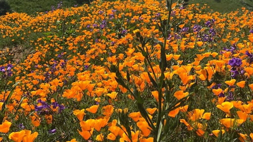 Beautiful California puppies blooming in the Chino Hills State Park