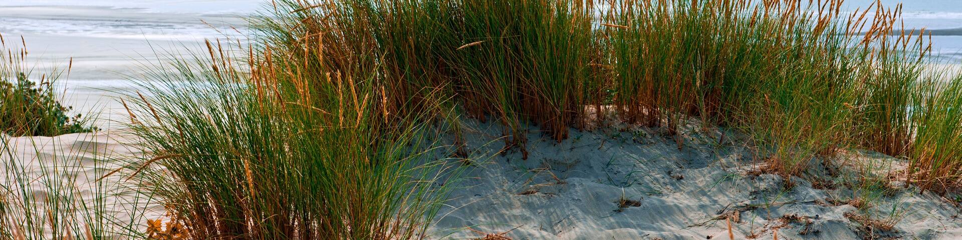 Sand dunes, Sainte-Cecile Plage, Pas-de-Calais, France