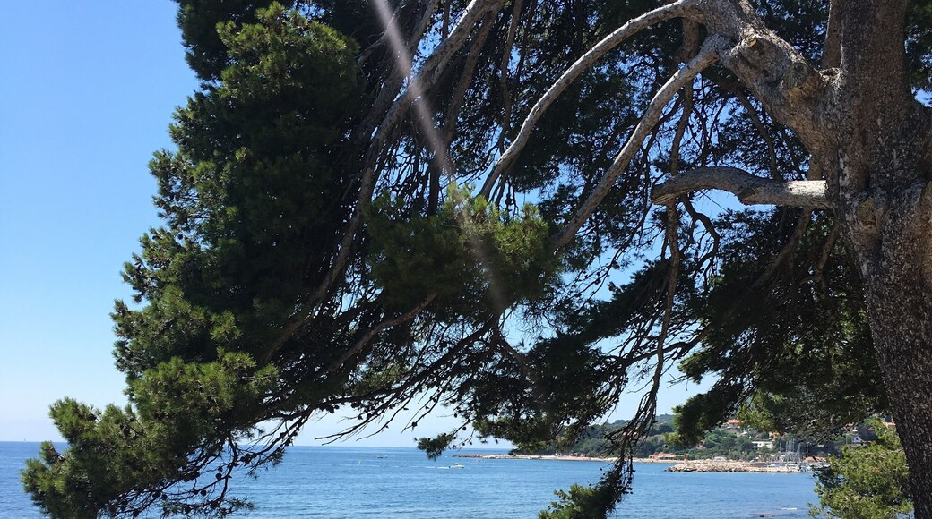 Wonderful hidden spot for picpics in the shade of magnificient Mediterranean pine trees overlooking the cutest beach.