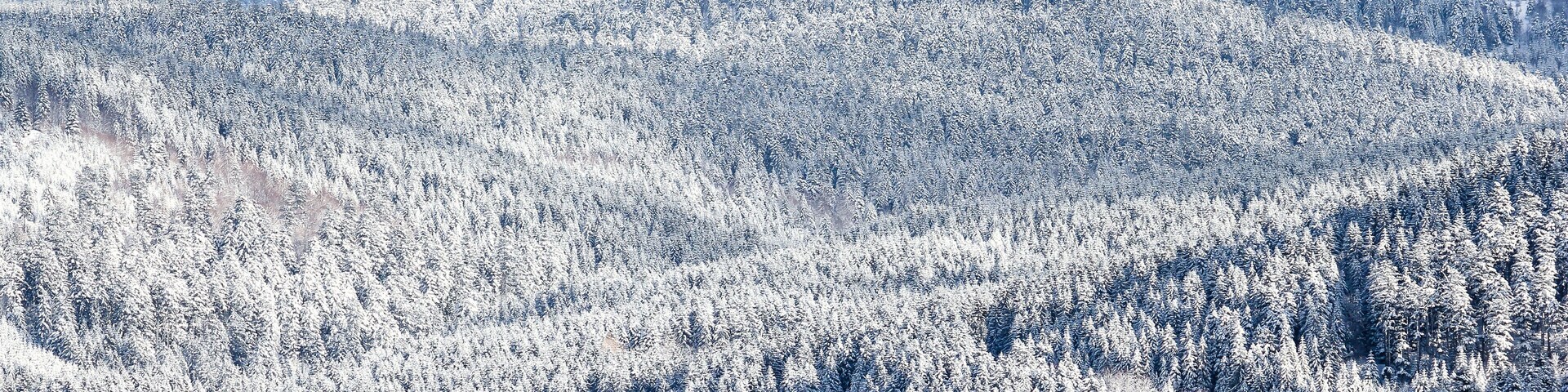Panoramic winter landscape with snow covered forest and village houses. Vosges, France.