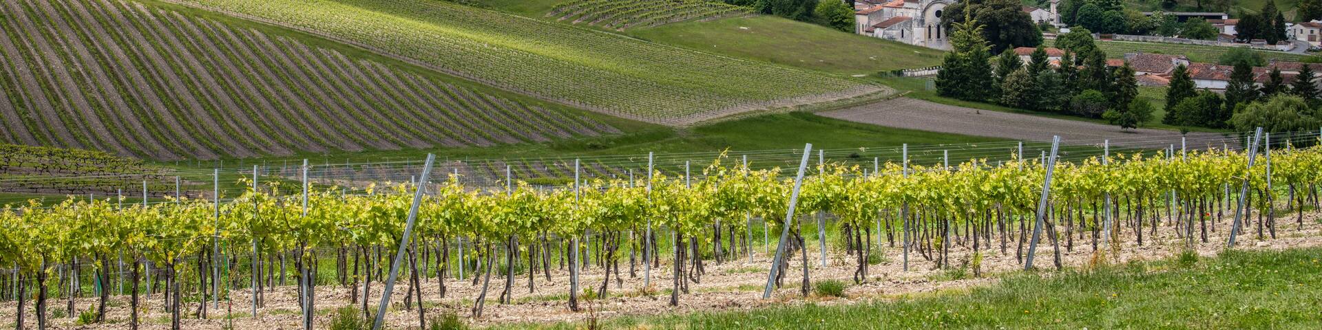 Cognac vineyard, village and Bouteville Church and castle, vintage great champagne