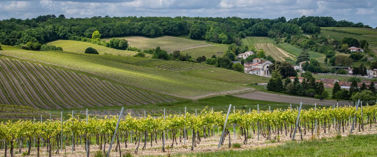 A vineyard with rows of grapevines, rolling hills, and a small village with buildings in the background.